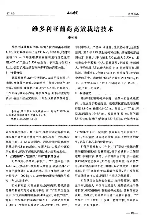 维多利亚葡萄高效栽培技术