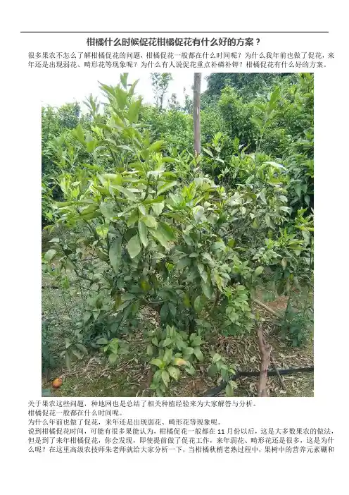 柑橘什么时候促花柑橘促花有什么好的方案