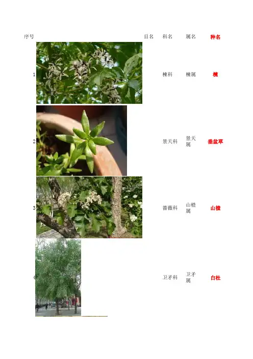 石家庄常见植物识别登记表