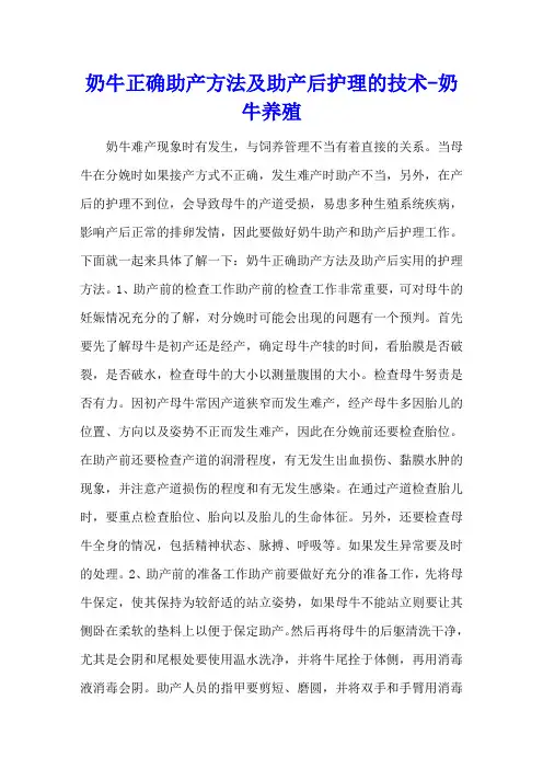 奶牛正确助产方法及助产后护理的技术 - 奶牛养殖