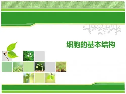 细胞的基本结构