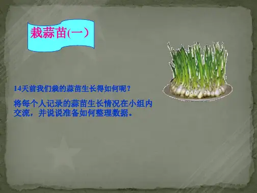 栽蒜苗(一) 课件