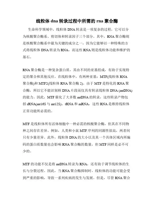 线粒体dna转录过程中所需的rna聚合酶