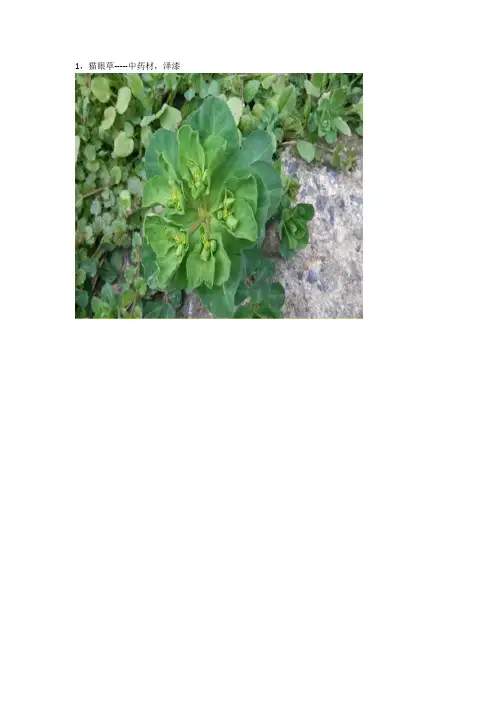 具有药用价值田间地头可看到的野花野草