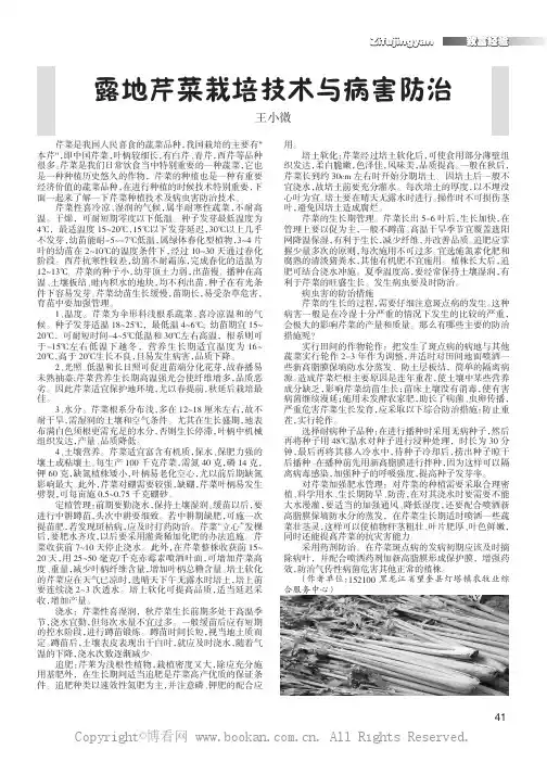 露地芹菜栽培技术与病害防治