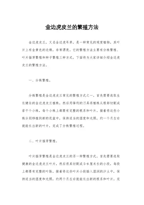 金边虎皮兰的繁殖方法