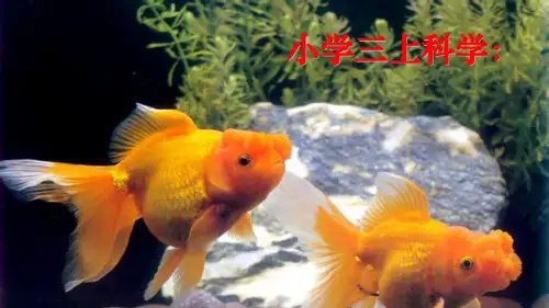 教科版小学三年级科学上册单课件-小学科学金鱼.ppt