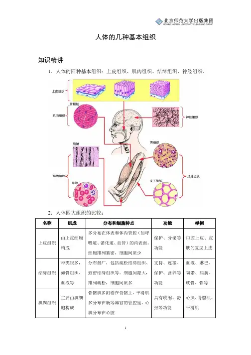 初中生物知识讲解：人体的几种基本组织