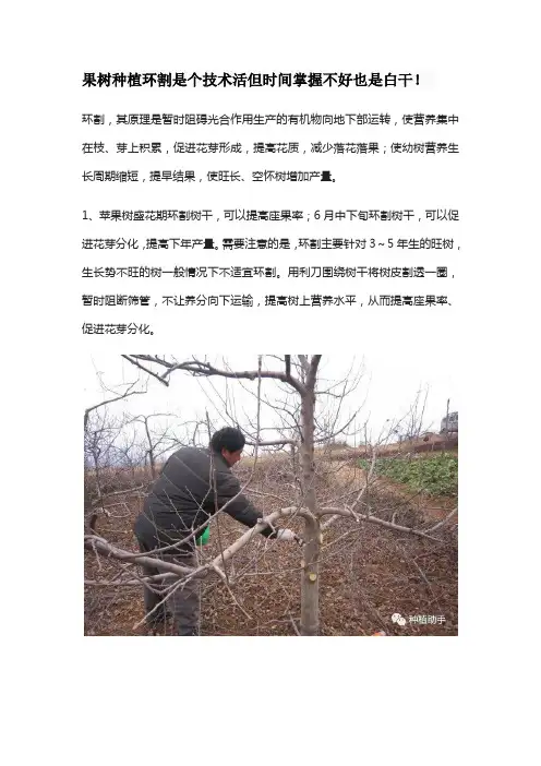果树种植环割是个技术活但时间掌握不好也是白干
