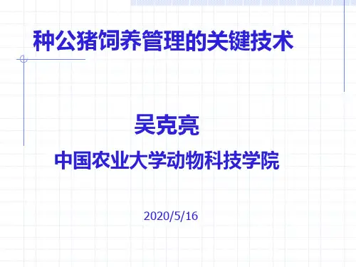 种公猪饲养管理的关键技术ppt