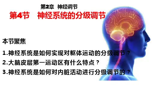 神经系统的分级调节ppt课件