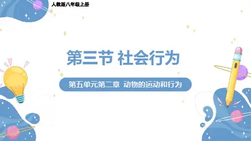 5.2.3  社会行为  课件-2024-2025学年人教版生物八年级上册