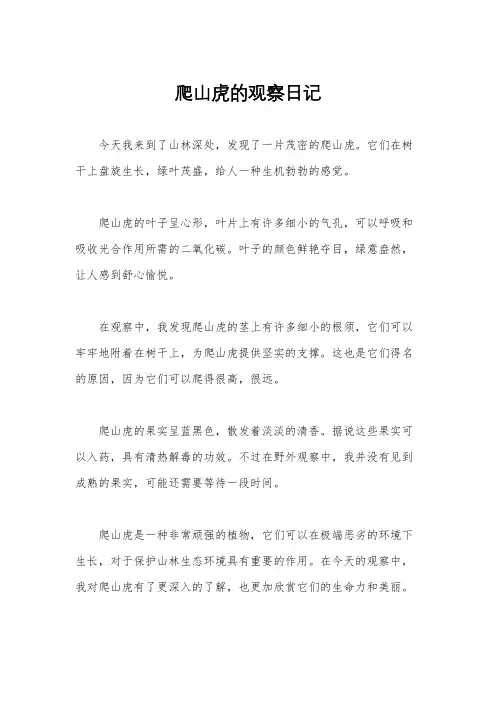 爬山虎的观察日记
