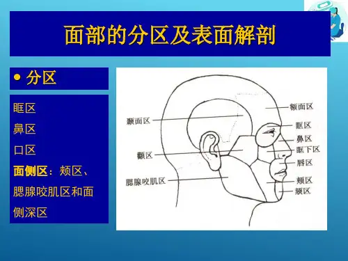 口腔颌面颈部脉管神经与局部解剖—口腔颌面颈部局部解剖(口腔解剖生理学课件)