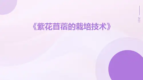 紫花苜蓿的栽培技术