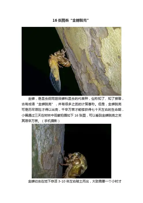 16张图看“金蝉脱壳”