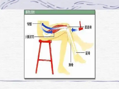 脊髓和脊神经PPT课件 冀教版