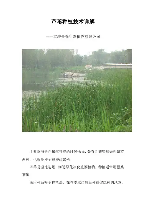 芦苇种植技术详解