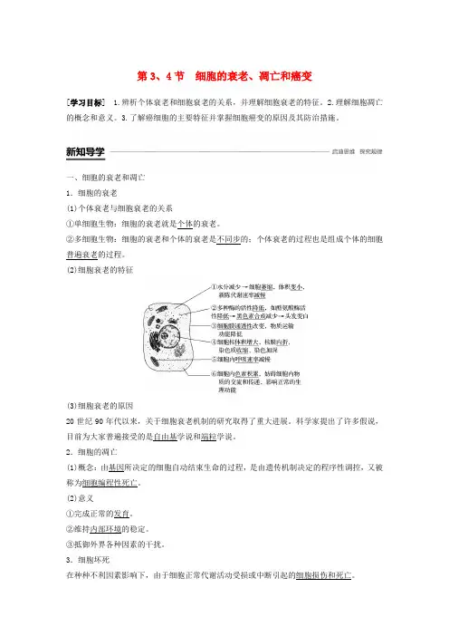高中生物第六章细胞的生命历程第34节细胞的衰老凋亡和癌变学案新人教版