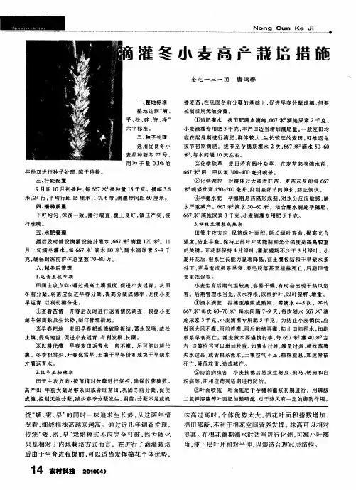 滴灌冬小麦高产栽培措施