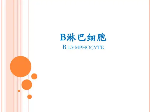 b淋巴细胞