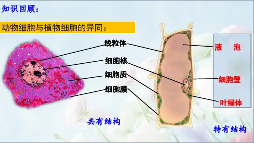 第三章第三节 细胞分裂与分化-2022-2023学年七年级生物上册(苏教版)