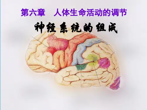 人教版七下生物 6.2神经系统的组成 课件   (共36张PPT)