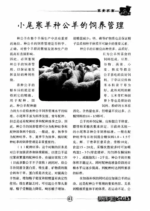 小尾寒羊种公羊的饲养管理