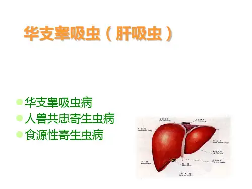 寄生虫 肝吸虫
