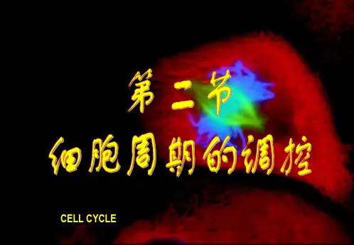 细胞周期的调控(cell cyclins)