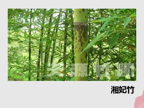 中国古代诗歌散文欣赏《湘夫人》课件