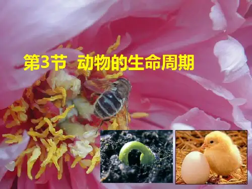 浙教科学七年级下册第1章第3节 动物的生长时期(共27张PPT)