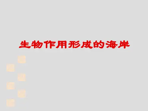 地貌学课件：生物作用形成的海岸