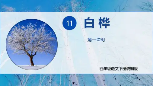 第11课《白桦》(第一课时)(课件)四年级语文下册(统编版)