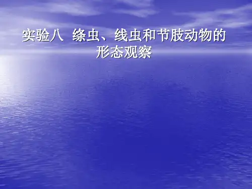 实验八 绦虫、线虫和节肢动物的形态观察