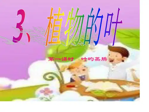 叶的蒸腾作用