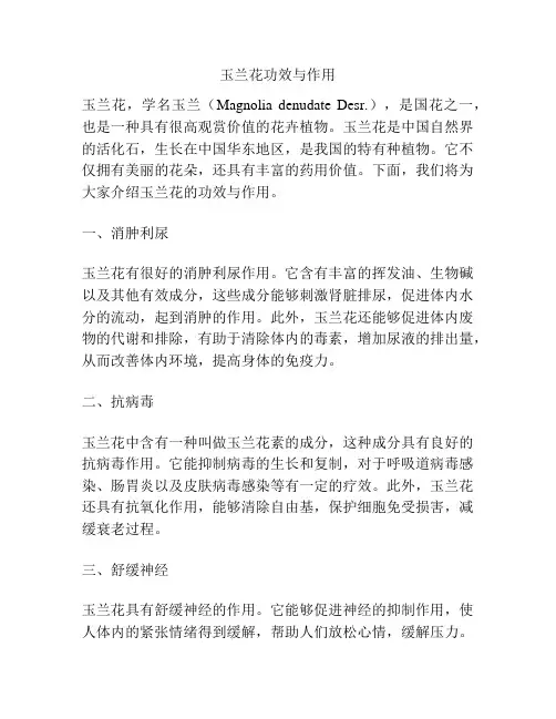 玉兰花功效与作用