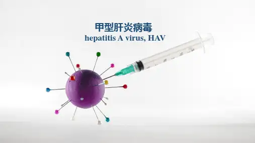 甲型肝炎病毒