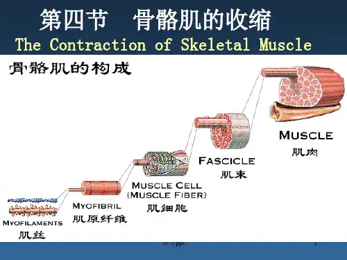 细胞生理4骨骼肌收缩