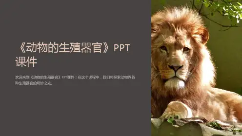 《动物的生殖器官》课件
