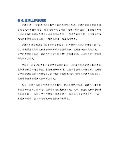 壁虎 玻璃上行走原理