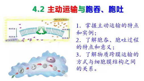 4-2主动运输与胞吞、胞吐 课件 高一上学期生物人教版必修1