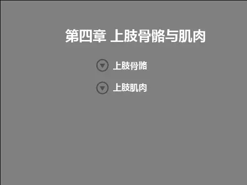 人体解剖学上肢、下肢