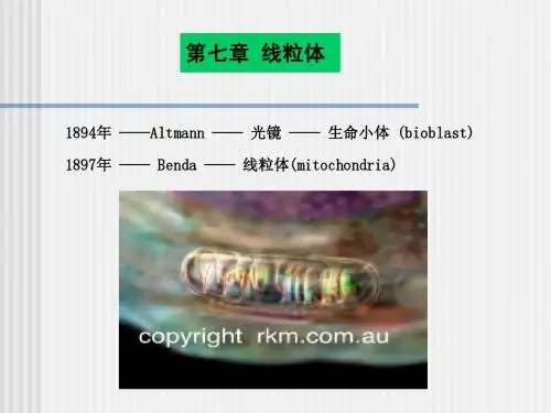 07 线粒体