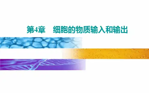 【新教材人教版生物】被动运输优秀PPT课件1