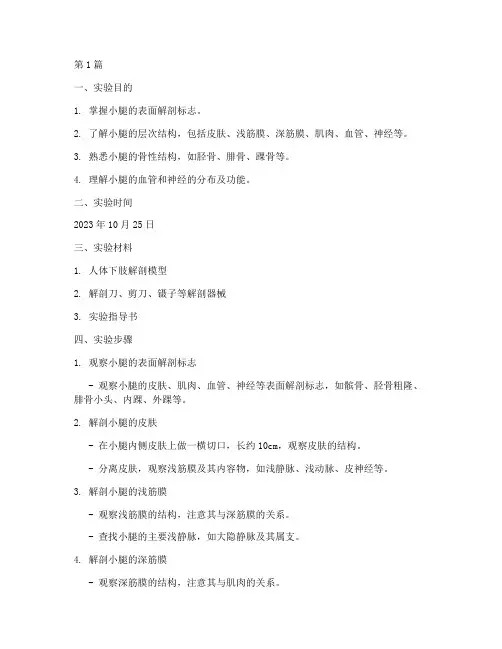 小腿局部解剖实验报告(3篇)