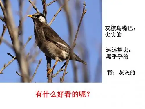 苏教版五年级语文下册 26 《灰椋鸟》 第二课时