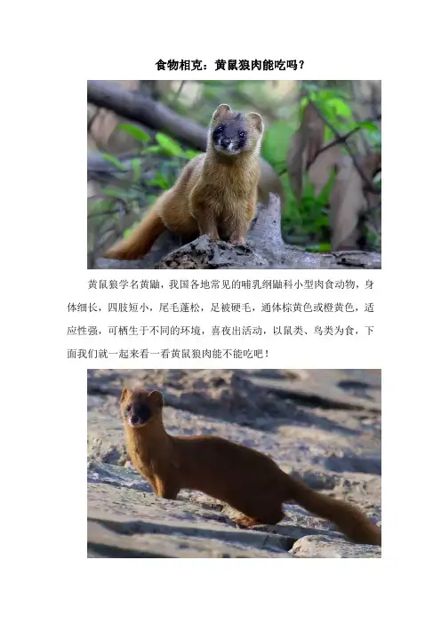 食物相克：黄鼠狼肉能吃吗？