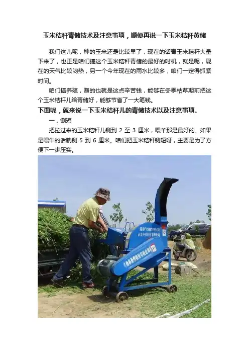 玉米秸秆青储技术及注意事项，顺便再说一下玉米秸秆黄储