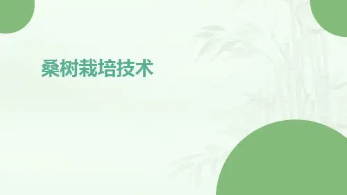 桑树栽培技术